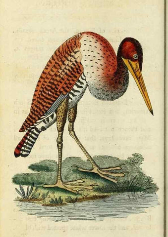 Reproducción/Reproduction 48794247878: The Naturalist's Pocket Magazine or compleat cabinet of the curiosities and beauties of nature.. London.. 