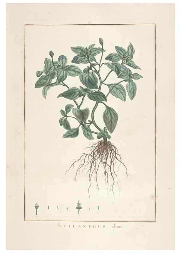 Reproducción/Reproduction 48826778722: Stirpes novae :. Parisiis :ex typographia Philippi-Dionysii Pierres,1784-85.. 