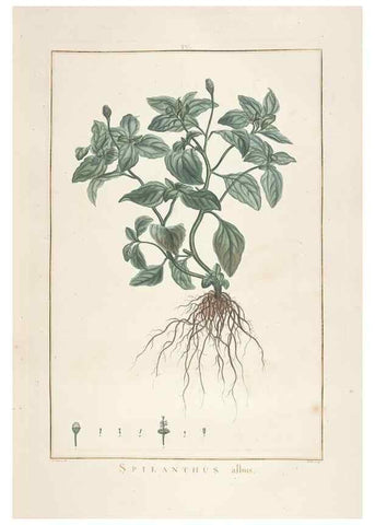 Reproducción/Reproduction 48826778722: Stirpes novae :. Parisiis :ex typographia Philippi-Dionysii Pierres,1784-85.. 