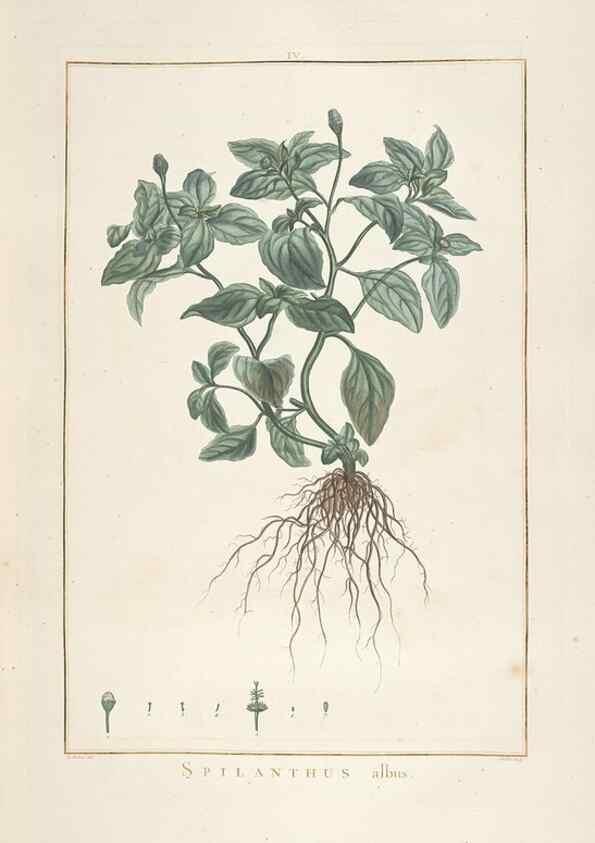 Reproducción/Reproduction 48826778722: Stirpes novae :. Parisiis :ex typographia Philippi-Dionysii Pierres,1784-85.. 