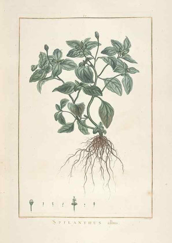 Reproducción/Reproduction 48826778722: Stirpes novae :. Parisiis :ex typographia Philippi-Dionysii Pierres,1784-85.. 