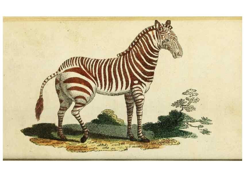 Reproducción/Reproduction 48794747102: The Naturalist's Pocket Magazine or compleat cabinet of the curiosities and beauties of nature.. London.. 