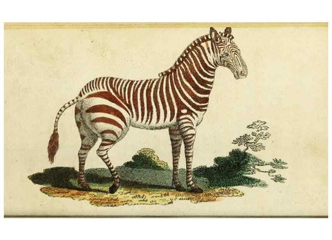 Reproducción/Reproduction 48794747102: The Naturalist's Pocket Magazine or compleat cabinet of the curiosities and beauties of nature.. London.. 
