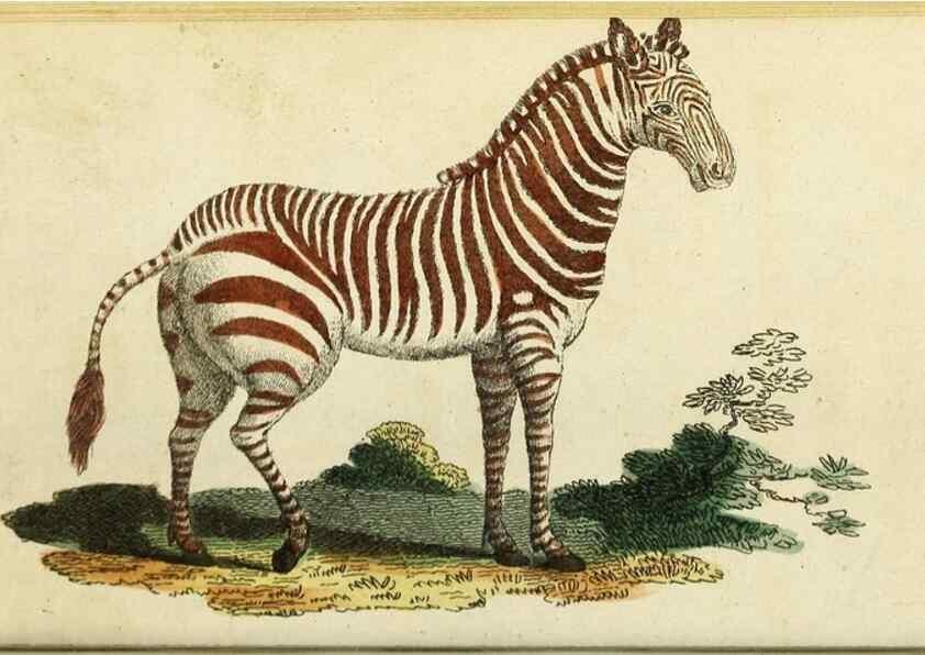 Reproducción/Reproduction 48794747102: The Naturalist's Pocket Magazine or compleat cabinet of the curiosities and beauties of nature.. London.. 