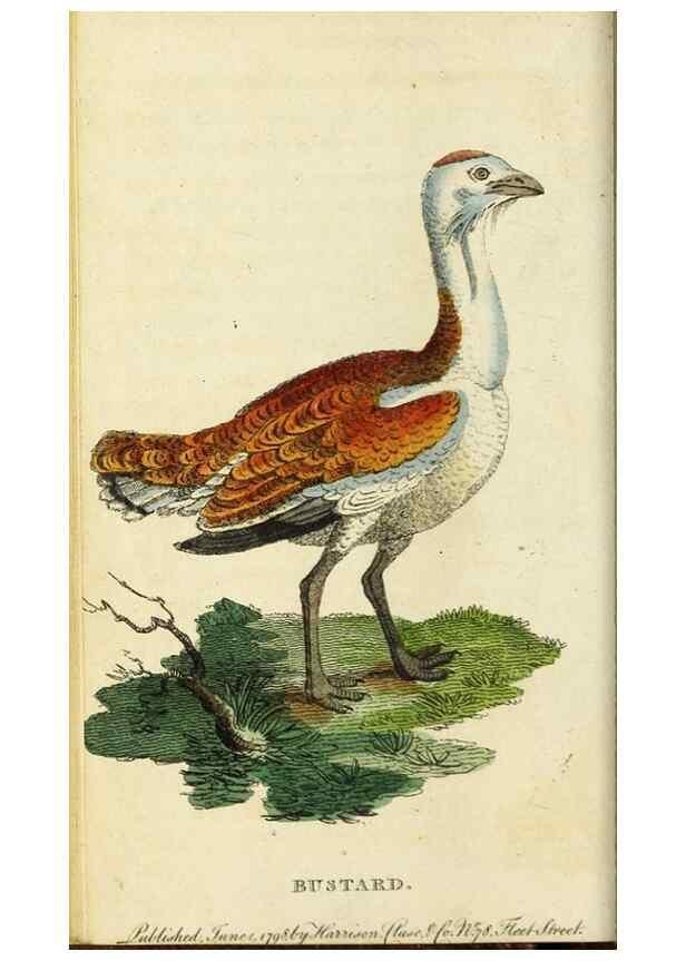 Reproducción/Reproduction 48794249028: The Naturalist's Pocket Magazine or compleat cabinet of the curiosities and beauties of nature.. London.. 