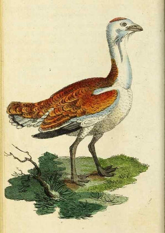 Reproducción/Reproduction 48794249028: The Naturalist's Pocket Magazine or compleat cabinet of the curiosities and beauties of nature.. London.. 