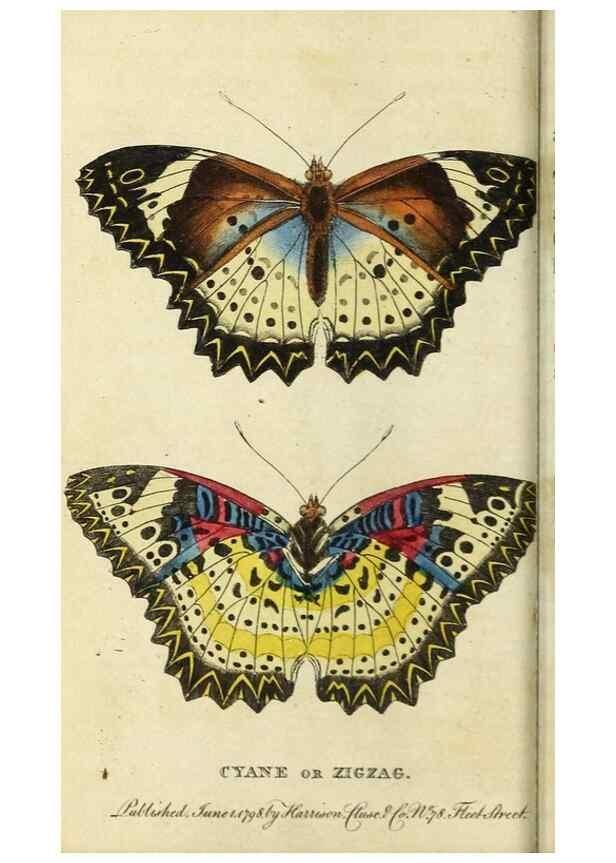 Reproducción/Reproduction 48794748357: The Naturalist's Pocket Magazine or compleat cabinet of the curiosities and beauties of nature.. London.. 