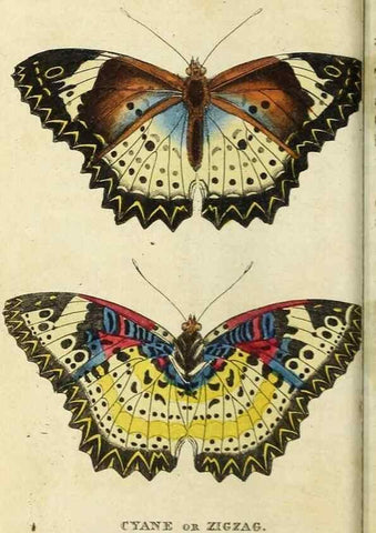 Reproducción/Reproduction 48794748357: The Naturalist's Pocket Magazine or compleat cabinet of the curiosities and beauties of nature.. London.. 