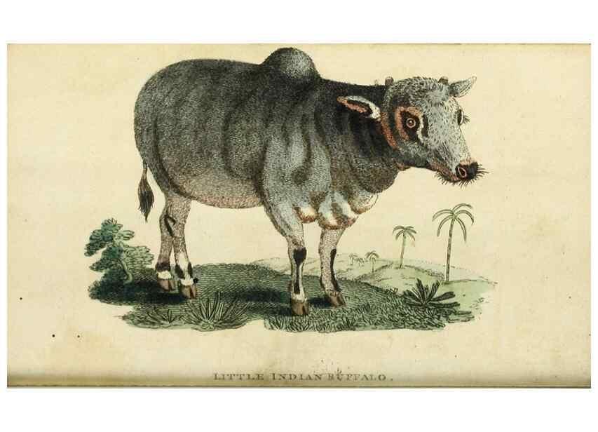 Reproducción/Reproduction 48794249883: The Naturalist's Pocket Magazine or compleat cabinet of the curiosities and beauties of nature.. London.. 