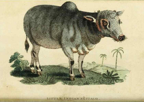 Reproducción/Reproduction 48794249883: The Naturalist's Pocket Magazine or compleat cabinet of the curiosities and beauties of nature.. London.. 
