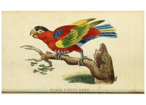Reproducción/Reproduction 48794611481: The Naturalist's Pocket Magazine or compleat cabinet of the curiosities and beauties of nature.. London.. 