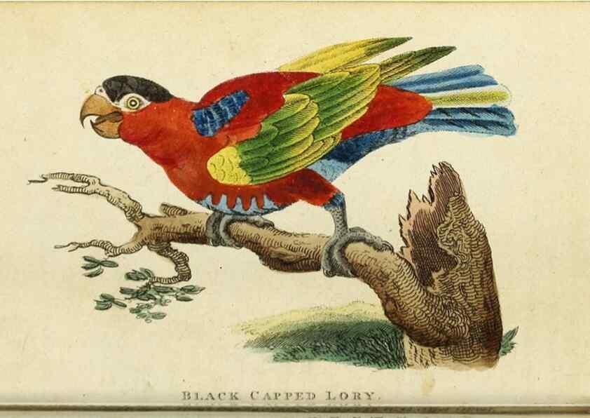 Reproducción/Reproduction 48794611481: The Naturalist's Pocket Magazine or compleat cabinet of the curiosities and beauties of nature.. London.. 