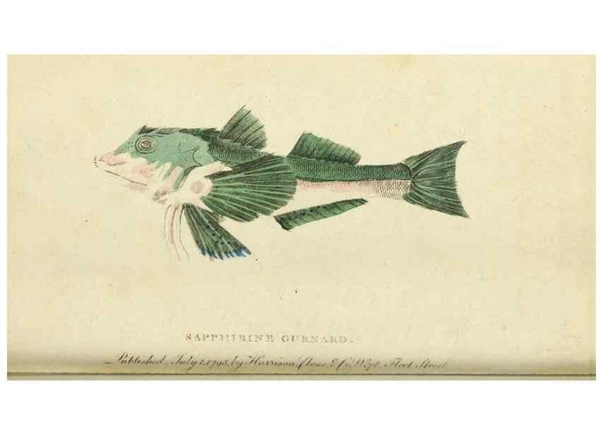 Reproducción/Reproduction 48794749582: The Naturalist's Pocket Magazine or compleat cabinet of the curiosities and beauties of nature.. London.. 