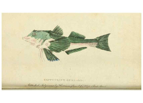 Reproducción/Reproduction 48794749582: The Naturalist's Pocket Magazine or compleat cabinet of the curiosities and beauties of nature.. London.. 