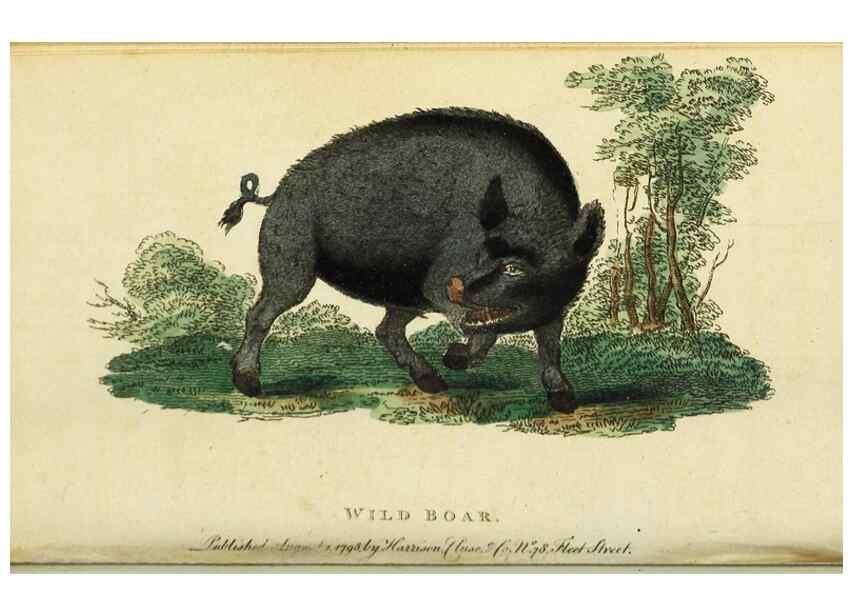 Reproducción/Reproduction 48794750047: The Naturalist's Pocket Magazine or compleat cabinet of the curiosities and beauties of nature.. London.. 