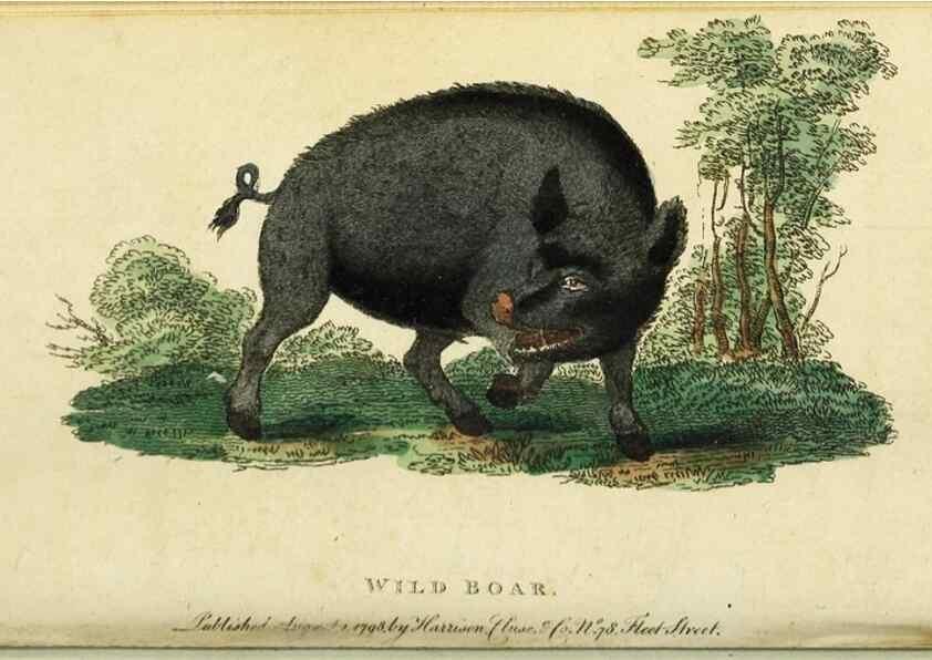 Reproducción/Reproduction 48794750047: The Naturalist's Pocket Magazine or compleat cabinet of the curiosities and beauties of nature.. London.. 