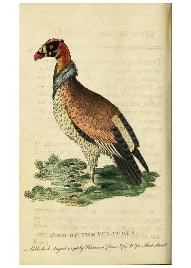 Reproducción/Reproduction 48794251483: The Naturalist's Pocket Magazine or compleat cabinet of the curiosities and beauties of nature.. London.. 