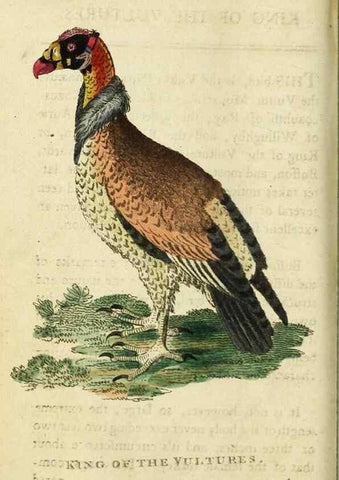 Reproducción/Reproduction 48794251483: The Naturalist's Pocket Magazine or compleat cabinet of the curiosities and beauties of nature.. London.. 