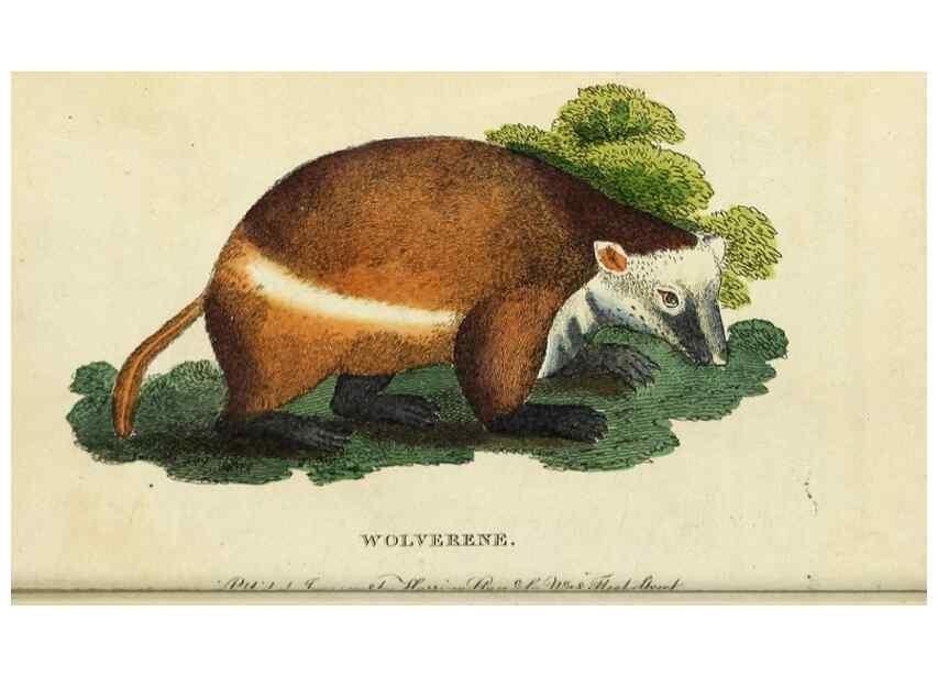 Reproducción/Reproduction 48794747517: The Naturalist's Pocket Magazine or compleat cabinet of the curiosities and beauties of nature.. London.. 