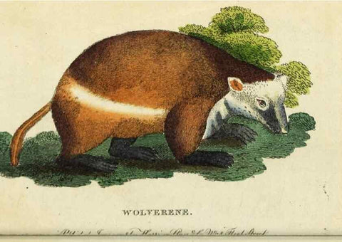 Reproducción/Reproduction 48794747517: The Naturalist's Pocket Magazine or compleat cabinet of the curiosities and beauties of nature.. London.. 