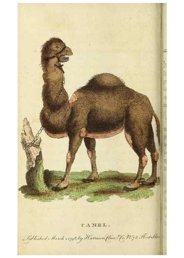 Reproducción/Reproduction 48794743812: The Naturalist's Pocket Magazine or compleat cabinet of the curiosities and beauties of nature.. London.. 