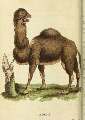 Reproducción/Reproduction 48794743812: The Naturalist's Pocket Magazine or compleat cabinet of the curiosities and beauties of nature.. London.. 