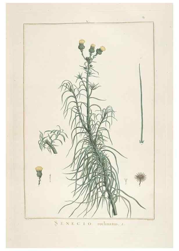 Reproducción/Reproduction 48826779102: Stirpes novae :. Parisiis :ex typographia Philippi-Dionysii Pierres,1784-85.. 