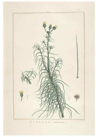 Reproducción/Reproduction 48826779102: Stirpes novae :. Parisiis :ex typographia Philippi-Dionysii Pierres,1784-85.. 