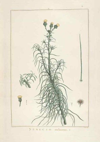 Reproducción/Reproduction 48826779102: Stirpes novae :. Parisiis :ex typographia Philippi-Dionysii Pierres,1784-85.. 