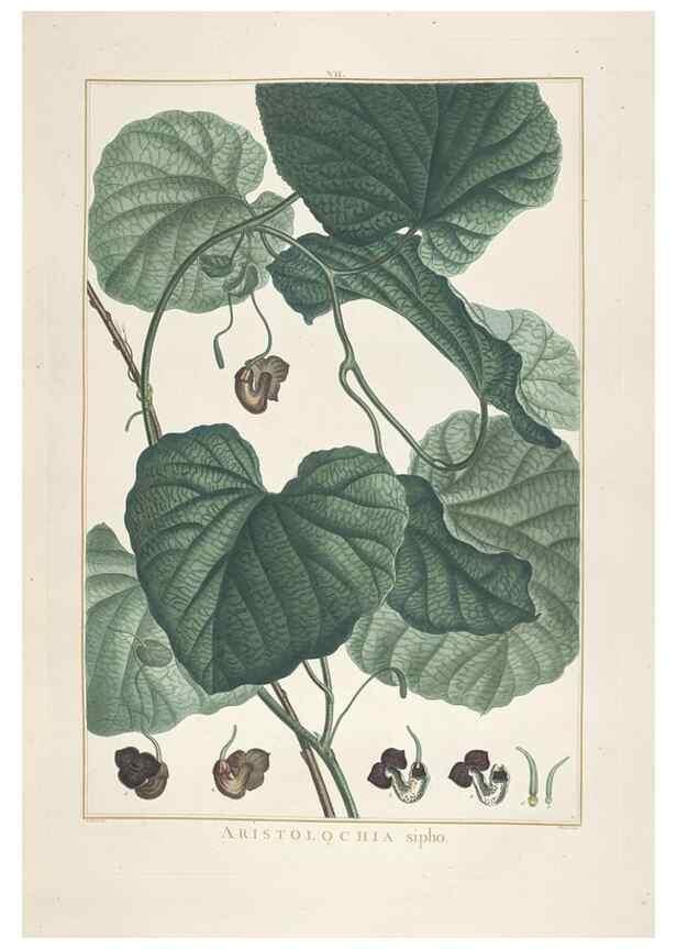 Reproducción/Reproduction 48826780092: Stirpes novae :. Parisiis :ex typographia Philippi-Dionysii Pierres,1784-85.. 