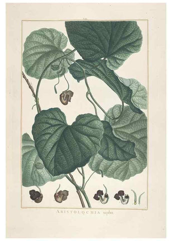 Reproducción/Reproduction 48826780092: Stirpes novae :. Parisiis :ex typographia Philippi-Dionysii Pierres,1784-85.. 