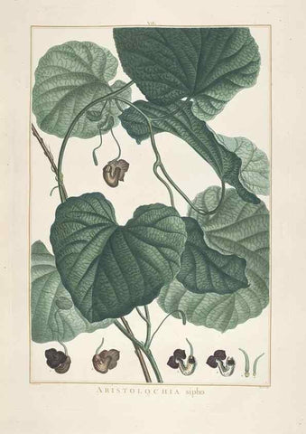 Reproducción/Reproduction 48826780092: Stirpes novae :. Parisiis :ex typographia Philippi-Dionysii Pierres,1784-85.. 