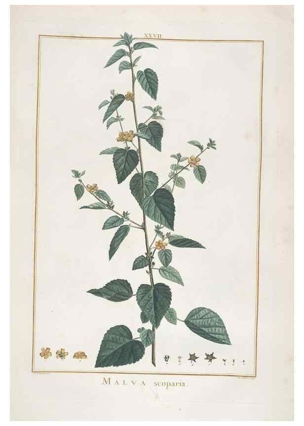 Reproducción/Reproduction 48826633031: Stirpes novae :. Parisiis :ex typographia Philippi-Dionysii Pierres,1784-85.. 