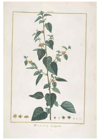 Reproducción/Reproduction 48826633031: Stirpes novae :. Parisiis :ex typographia Philippi-Dionysii Pierres,1784-85.. 