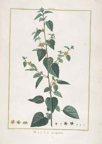 Reproducción/Reproduction 48826633031: Stirpes novae :. Parisiis :ex typographia Philippi-Dionysii Pierres,1784-85.. 