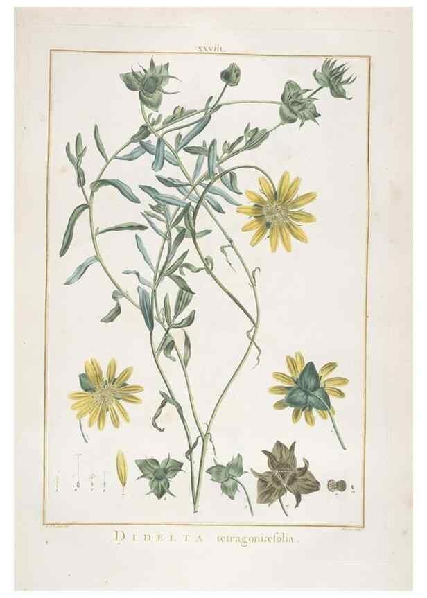 Reproducción/Reproduction 48826633361: Stirpes novae :. Parisiis :ex typographia Philippi-Dionysii Pierres,1784-85.. 