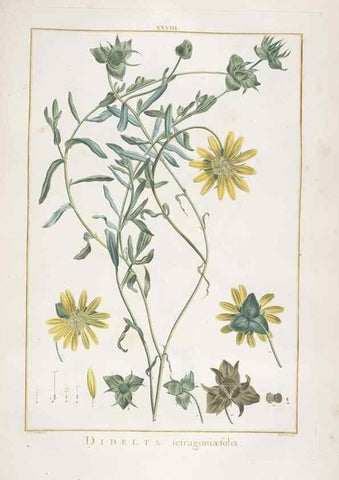 Reproducción/Reproduction 48826633361: Stirpes novae :. Parisiis :ex typographia Philippi-Dionysii Pierres,1784-85.. 