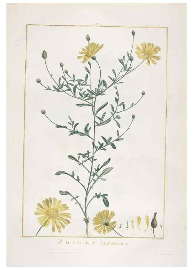 Reproducción/Reproduction 48826257588: Stirpes novae :. Parisiis :ex typographia Philippi-Dionysii Pierres,1784-85.. 