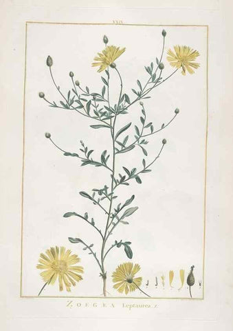 Reproducción/Reproduction 48826257588: Stirpes novae :. Parisiis :ex typographia Philippi-Dionysii Pierres,1784-85.. 
