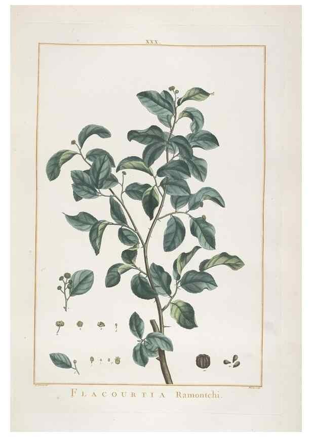 Reproducción/Reproduction 48826634006: Stirpes novae :. Parisiis :ex typographia Philippi-Dionysii Pierres,1784-85.. 