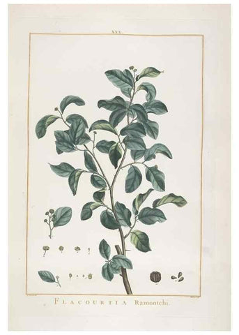 Reproducción/Reproduction 48826634006: Stirpes novae :. Parisiis :ex typographia Philippi-Dionysii Pierres,1784-85.. 