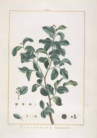 Reproducción/Reproduction 48826634006: Stirpes novae :. Parisiis :ex typographia Philippi-Dionysii Pierres,1784-85.. 