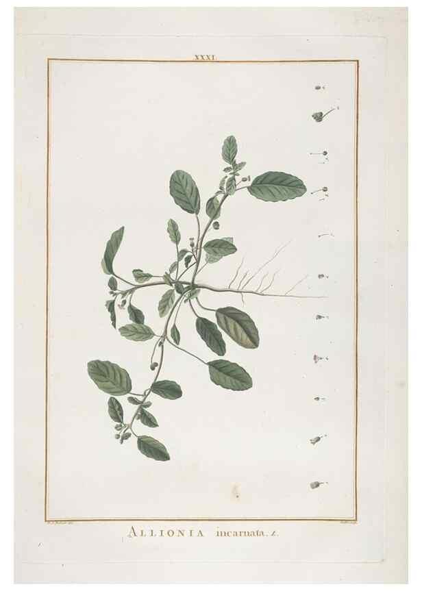 Reproducción/Reproduction 48826258353: Stirpes novae :. Parisiis :ex typographia Philippi-Dionysii Pierres,1784-85.. 