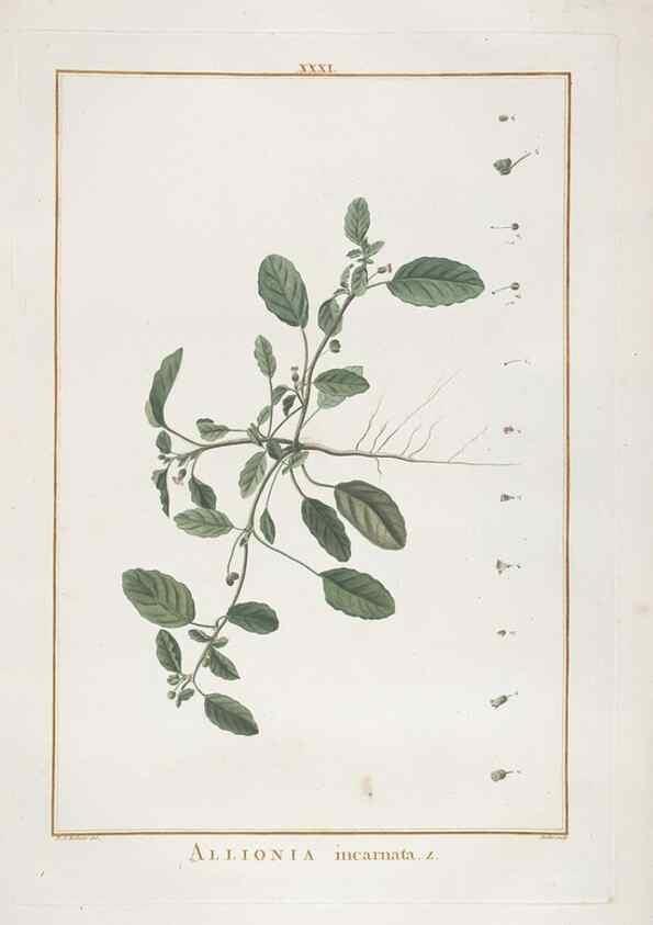 Reproducción/Reproduction 48826258353: Stirpes novae :. Parisiis :ex typographia Philippi-Dionysii Pierres,1784-85.. 