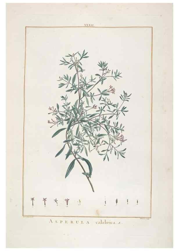 Reproducción/Reproduction 48826258758: Stirpes novae :. Parisiis :ex typographia Philippi-Dionysii Pierres,1784-85.. 