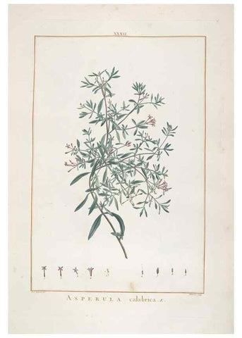 Reproducción/Reproduction 48826258758: Stirpes novae :. Parisiis :ex typographia Philippi-Dionysii Pierres,1784-85.. 