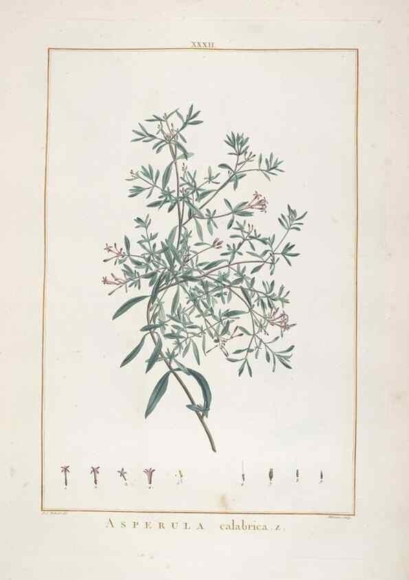 Reproducción/Reproduction 48826258758: Stirpes novae :. Parisiis :ex typographia Philippi-Dionysii Pierres,1784-85.. 