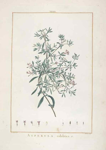Reproducción/Reproduction 48826258758: Stirpes novae :. Parisiis :ex typographia Philippi-Dionysii Pierres,1784-85.. 