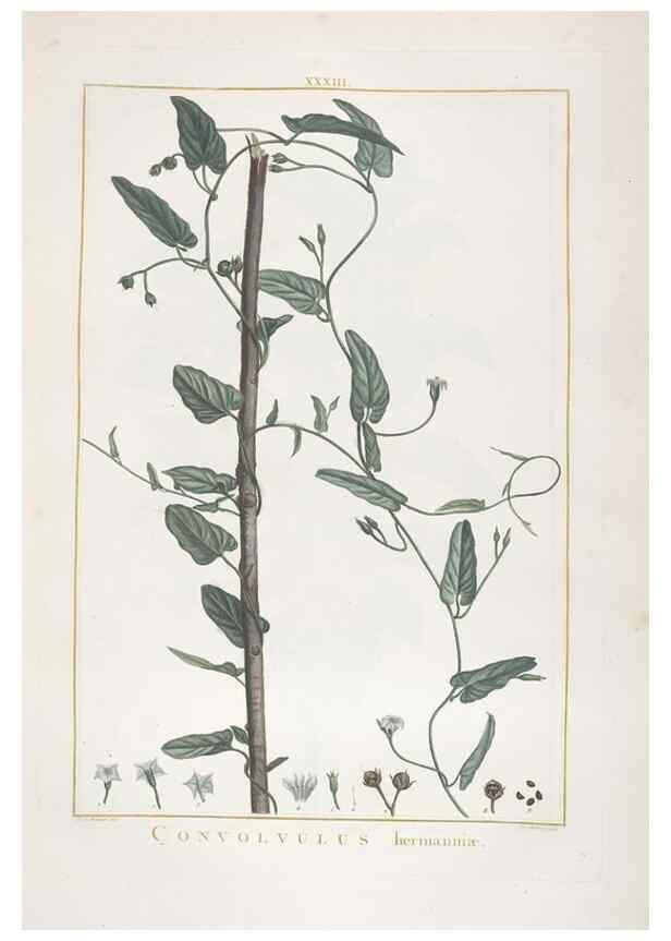 Reproducción/Reproduction 48826635046: Stirpes novae :. Parisiis :ex typographia Philippi-Dionysii Pierres,1784-85.. 