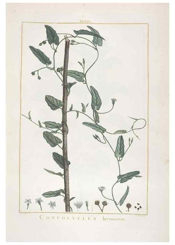 Reproducción/Reproduction 48826635046: Stirpes novae :. Parisiis :ex typographia Philippi-Dionysii Pierres,1784-85.. 